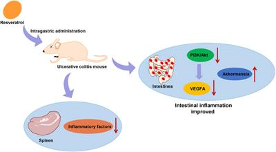 Resveratrol Alleviates Dextran Sulfate Sodium-Induced Acute Ulcerative Colitis in Mice by Mediating PI3K/Akt/VEGFA Pathway